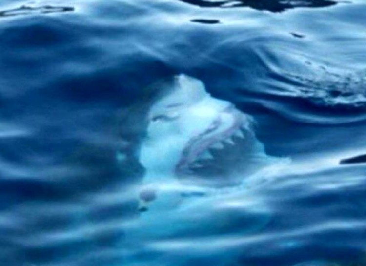 Shark under water surface