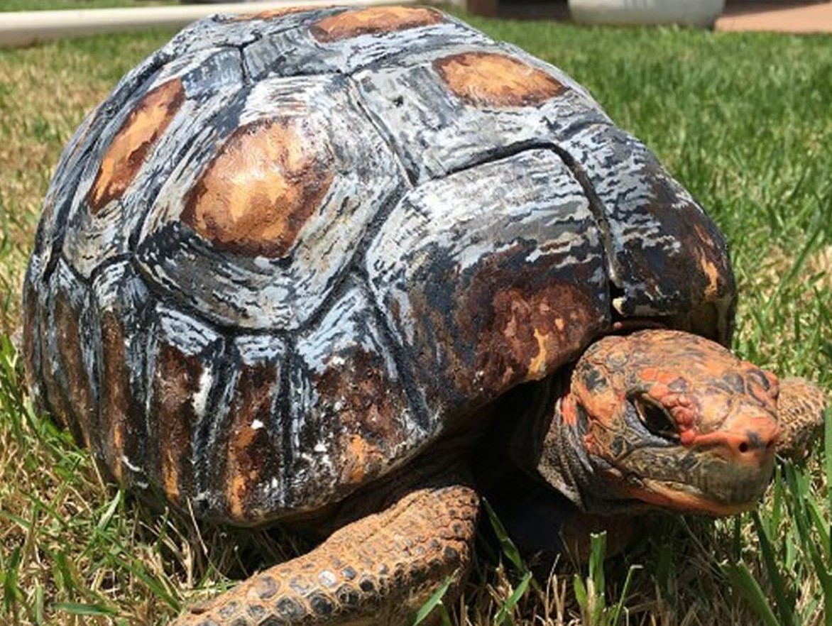 Animal Avengers aid burned tortoise Freddy