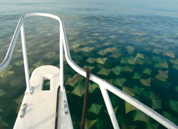 A boat is seen floating above a large school of rays swimming just beneath the water's surface. 