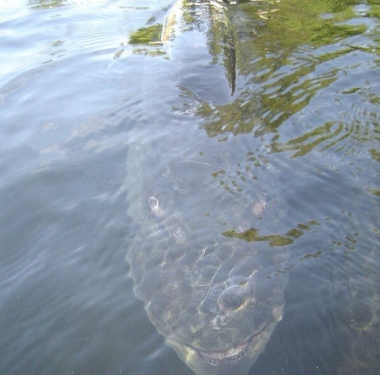 A large fish, partially submerged, lurks just below the water’s surface, its face barely visible through the rippling water. 