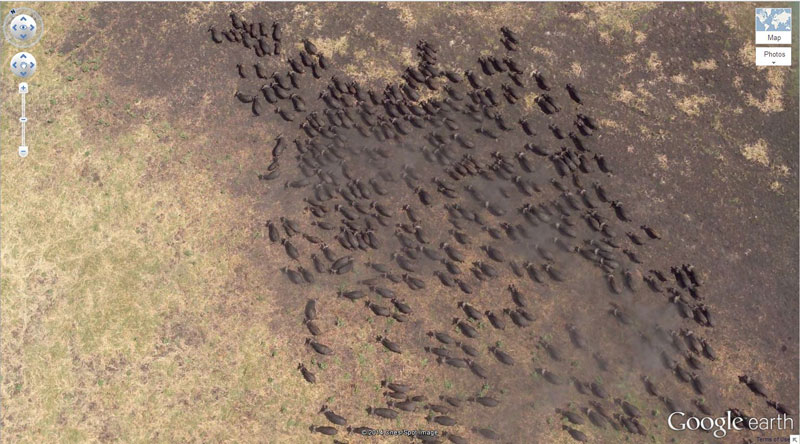 Buffalo Herd 4°17’21.49″ S 31°23’46.46″ E Kigosi Game Reserve, Tanzania