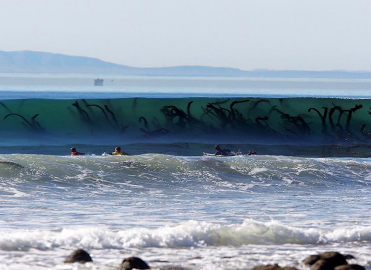 Surfers wait in the water as a large wave rolls toward the shore, with dark strands of seaweed clearly visible inside the translucent wave.