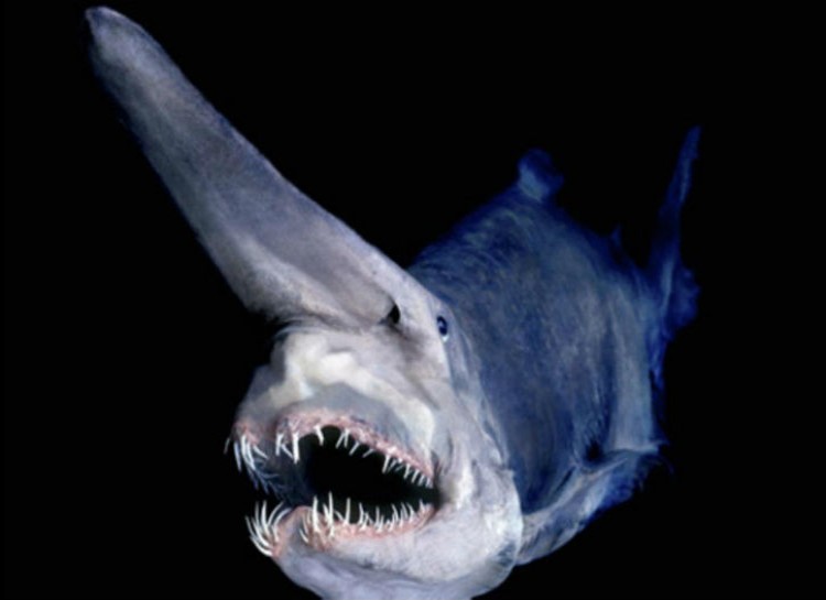 A goblin shark is shown against a dark background, displaying its long, flat snout and sharp, jagged teeth.