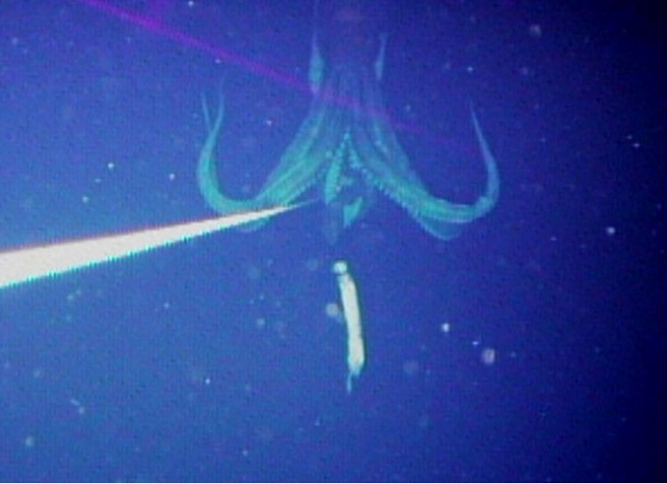 A deep-sea creature, likely a giant squid, is illuminated by a beam of light in the dark ocean.