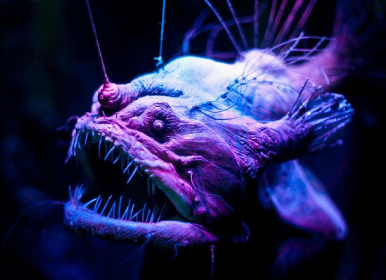 A close-up image of an anglerfish reveals its terrifying, sharp-toothed mouth and bioluminescent lure. 