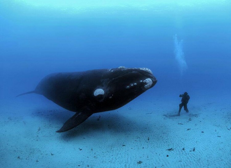 A diver stands on the sandy ocean floor face to face with a massive whale.