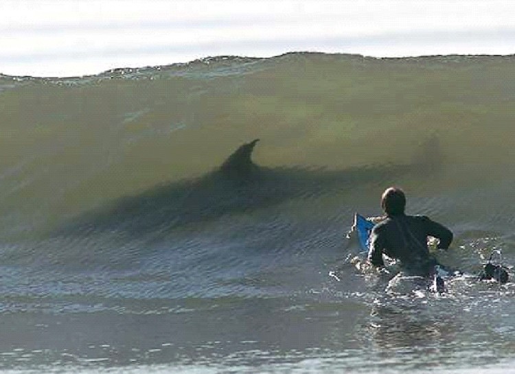 A surfer paddles out toward an incoming wave, unaware of the large shark's silhouette visible within the wave's surface. 