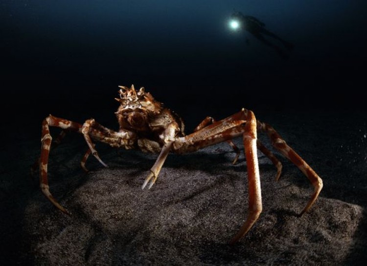 Japanese spider crab crawls along the ocean floor in the dark waters.