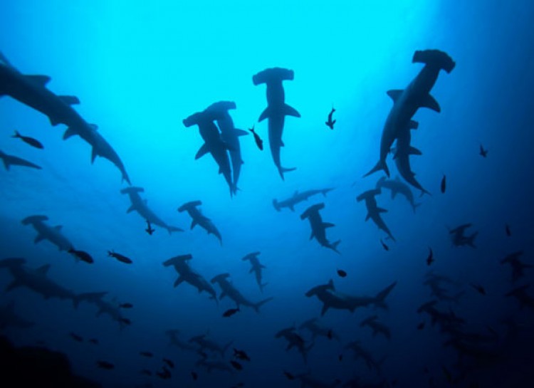 A large school of hammerhead sharks swims in formation, silhouetted against the bright blue water above.