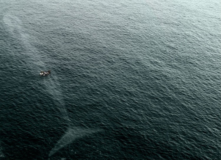 Huge Whale Under a Small Boat