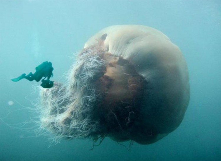 Giant Lion’s Mane Jellyfish