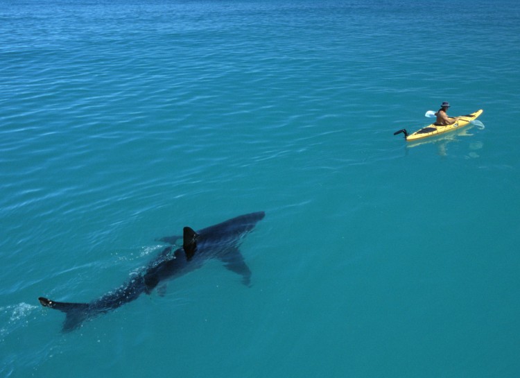 Huge Shark Following a Kayak