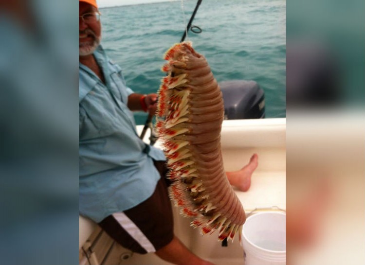 A man on a boat holds up a large bristle worm caught on a fishing line.