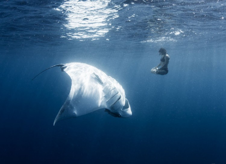 A person floats calmly in the water, facing a large manta ray that glides gracefully