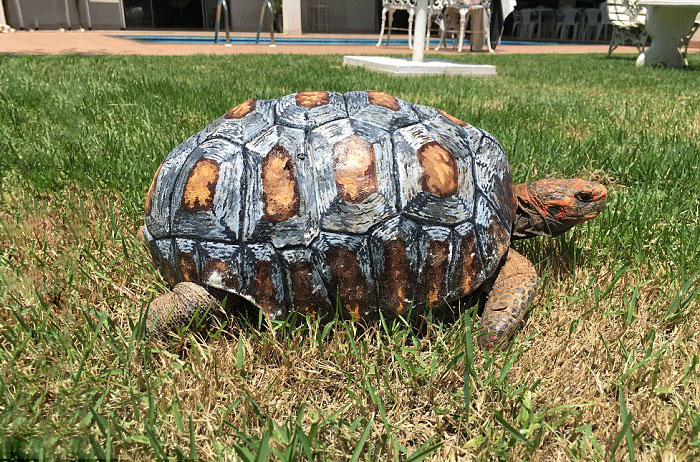 Turtle with an artificial shell.